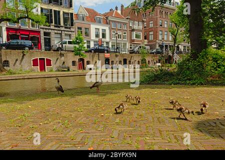 Familie ägyptischer Gänse mit jungen Küken am Ufer des `oudegracht Canal ` in Utrecht, mit typisch holländischen Häusern auf einem zweigeteilten Kai Stockfoto